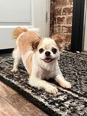 Name Chihuahua Dog Deuce