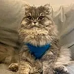 Glasses, Cat, Felidae, Carnivore, Small To Medium-sized Cats, Whiskers, Fawn, Comfort, Snout, Terrestrial Animal, British Longhair, Furry friends, Persian, Electric Blue, Sitting, Claw, Natural Material, Paw