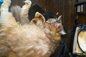 Name Siberian Cat Jada