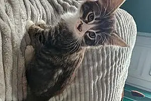 Name Cat Loki