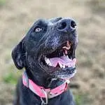 Dog, Dog breed, Carnivore, Collar, Fawn, Dog Collar, Companion dog, Gun Dog, Grass, Snout, Leash, Whiskers, Working Animal, Retriever, Personal Protective Equipment, Pointing Breed, Liver, Borador, Canidae