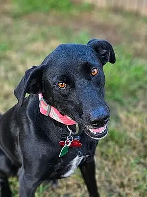 Name Labrador Retriever Dog Max