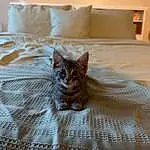 Brown, Furniture, Cat, Comfort, Felidae, Wood, Textile, Carnivore, Grey, Fawn, Whiskers, Small To Medium-sized Cats, Hardwood, Linens, Bed, Room, Bedding, Domestic Short-haired Cat