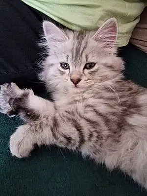Name Cat Loki