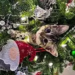 Christmas Tree, Christmas Ornament, Light, Cat, Branch, Holiday Ornament, Plant, Christmas Decoration, Ornament, Grass, Woody Plant, Carnivore, Evergreen, Christmas, Tree, Holiday, Event, Toy, Christmas Eve, Conifer