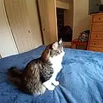 Cat, Cabinetry, Comfort, Felidae, Carnivore, Wood, Small To Medium-sized Cats, Whiskers, Hardwood, Door, Tail, Domestic Short-haired Cat, Linens, Furry friends, Room, Bed, Chest Of Drawers, Drawer