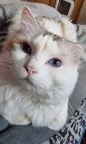 Name Ragdoll Cat Felix