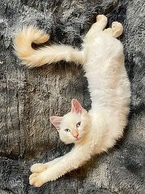 Name Siamese Cat Jupiter