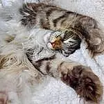 Cat, Felidae, Carnivore, Small To Medium-sized Cats, Comfort, Whiskers, Fawn, Snout, Tail, Close-up, Feather, Paw, Terrestrial Animal, Claw, Furry friends, Domestic Short-haired Cat, Nap, Sleep