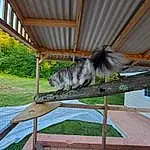 Plant, Porch, Wood, Outdoor Furniture, Grass, Building, House, Shade, Tail, Tree, Felidae, Roof, Table, Terrestrial Animal, Hardwood, Leisure, Recreation, Whiskers, Herb