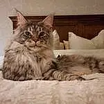 Cat, Carnivore, Felidae, Comfort, Whiskers, Small To Medium-sized Cats, Fawn, Window, Snout, Furry friends, Domestic Short-haired Cat, Tail, Paw, Terrestrial Animal, Claw, Bed, Couch, Sitting, Maine Coon
