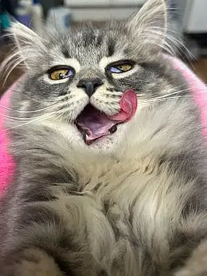 Name Persian Cat Kai