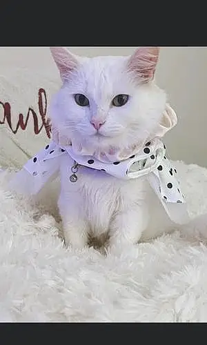 Name Turkish Angora Cat Annabelle