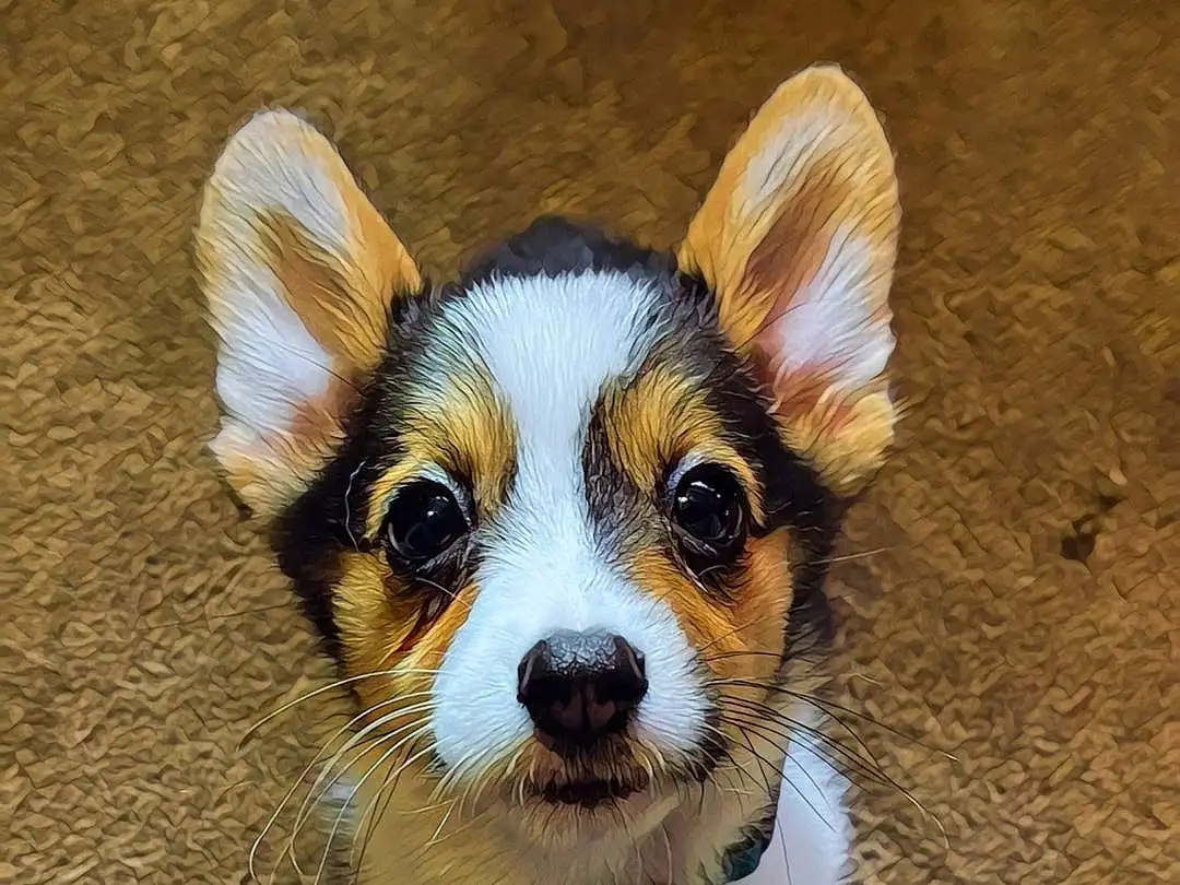 Dog, Carnivore, Dog breed, Fawn, Whiskers, Companion dog, Terrestrial Animal, Snout, Working Animal, Canidae, Toy Dog, Furry friends, Toy, Puppy, Corgi-chihuahua, Ancient Dog Breeds, Non-sporting Group
