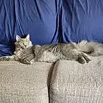 Cat, Couch, Comfort, Felidae, Carnivore, Small To Medium-sized Cats, Grey, Fawn, Whiskers, Tail, Linens, Furry friends, Wood, Domestic Short-haired Cat, Paw, Bed, Claw, Bedding, Nap, Sitting