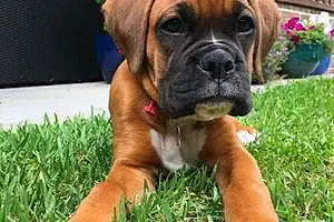 Name Boxer Dog Chilli