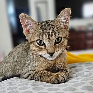 Name Cat Lennox