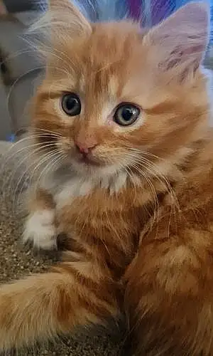 Name Cat Cinnamon