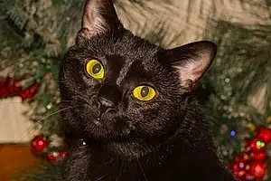 Name Bombay Cat Chibi