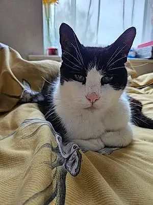 Name British Shorthair Cat Felix