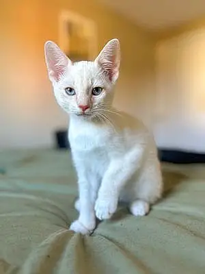 Name Siamese Cat Lewis