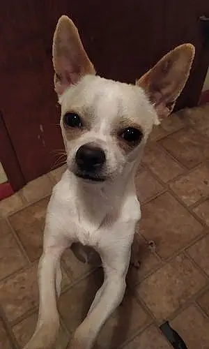 Name Chihuahua Dog Fynn