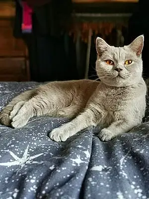 Name British Shorthair Cat Lavender