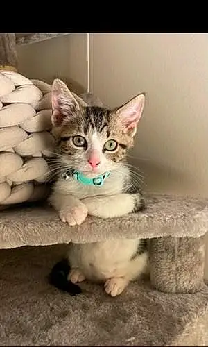 Name American Shorthair Cat Benny