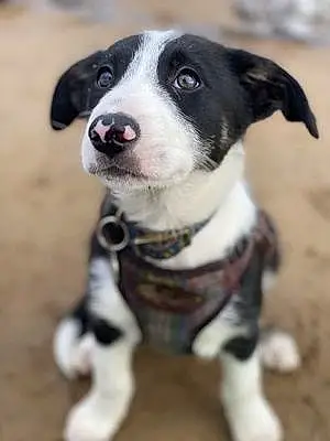 Name Border Collie Dog Bodhi