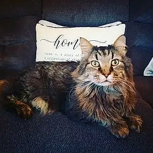 Name Maine Coon Cat Kitty