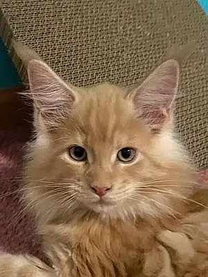 Name Maine Coon Cat Felix