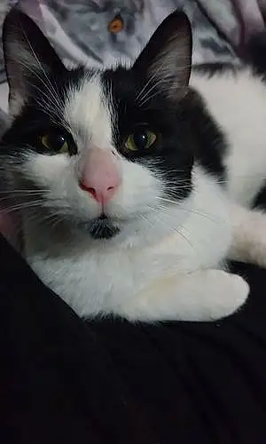 Name Cat Felix