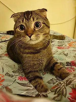 Name Scottish Fold Cat Digby