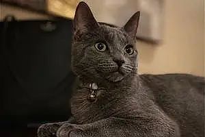 Name Russian Blue Cat Cersei