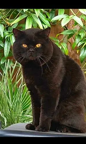 Name British Shorthair Cat Lemmy
