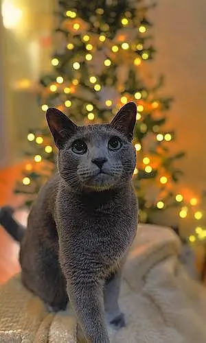 Name Russian Blue Cat Chino