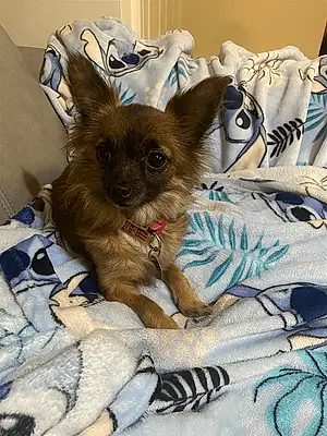 Name Chihuahua Dog Maggie