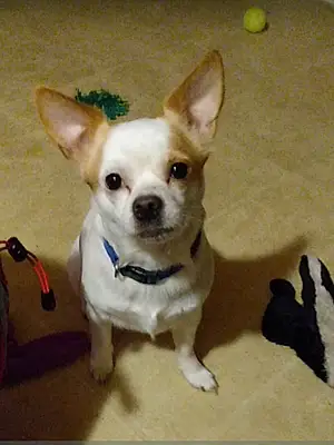 Name Chihuahua Dog Bingo