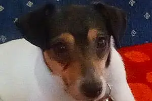 Name Rat Terrier Dog Molly