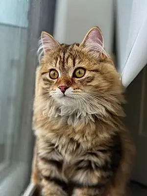 Name Siberian Cat Kai