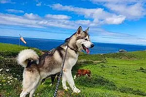 Name Alaskan Malamute Dog Bowie