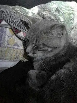 Name Tabby Cat Cuddles