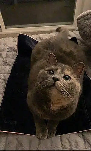 Name Tabby Cat Kitten
