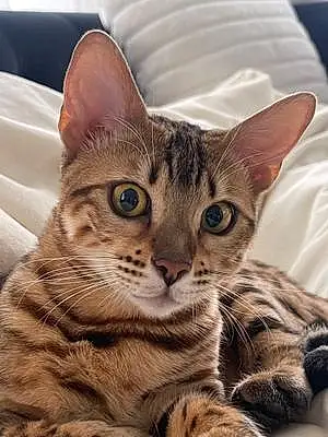 Name Bengal Cat Stella