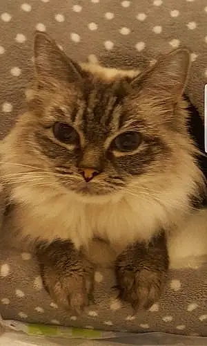 Name Ragdoll Cat Molly