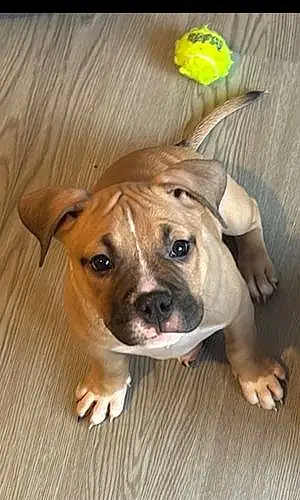 Bulldog Dog Zeus