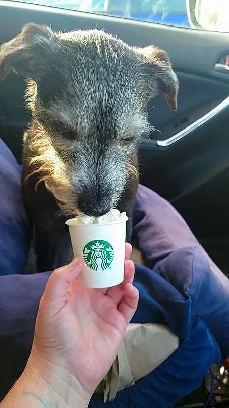 Hand, Finger, Gesture, Drinkware, Snout, Nail, Dog breed, Drink, Toy, Vehicle Door, Companion dog, Windshield, Drinking, Sharing, Tableware, Furry friends, Thumb, Window, Cup