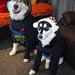 Dog, Dog breed, Carnivore, Grey, Companion dog, Snout, Tail, Furry friends, Canidae, Working Animal, Sled Dog, Dog Supply, Fun, Costume, Working Dog, Non-sporting Group