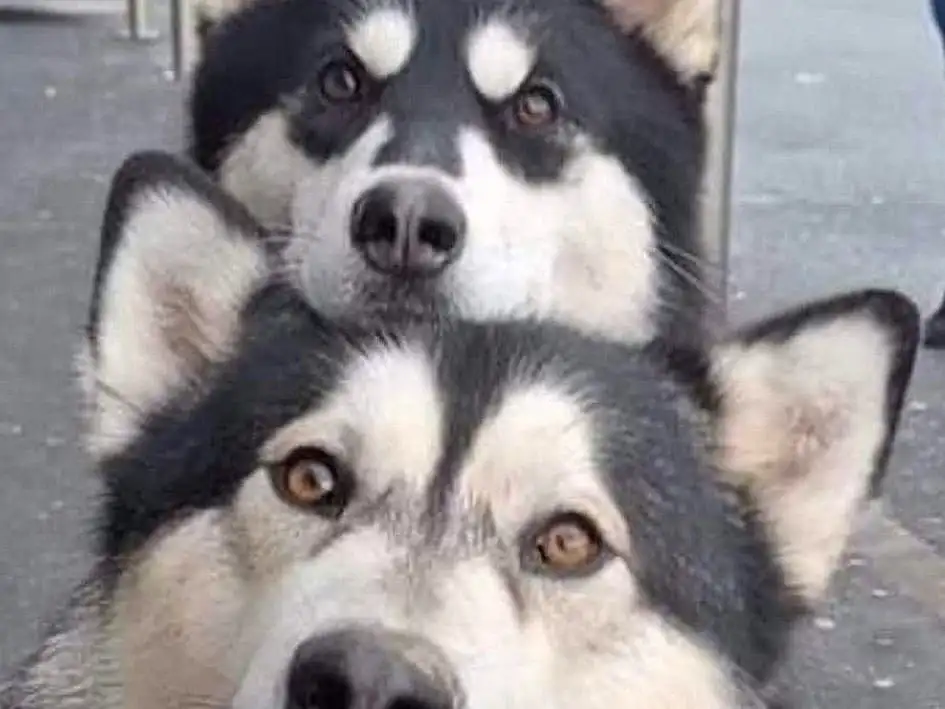 Dog, Dog breed, Carnivore, Sled Dog, Whiskers, Snout, Companion dog, Wolf, Terrestrial Animal, Furry friends, Canidae, Working Animal, Canis, Black & White, Working Dog, Ancient Dog Breeds, Siberian Husky, Non-sporting Group