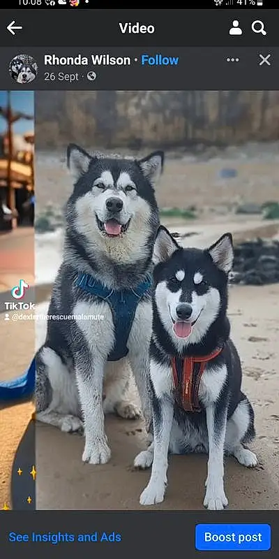 Dog, Dog breed, Carnivore, Sled Dog, Snout, Siberian Husky, Canidae, Companion dog, Working Dog, Canis, Furry friends, Recreation, Non-sporting Group, Working Animal, Collar, Ancient Dog Breeds